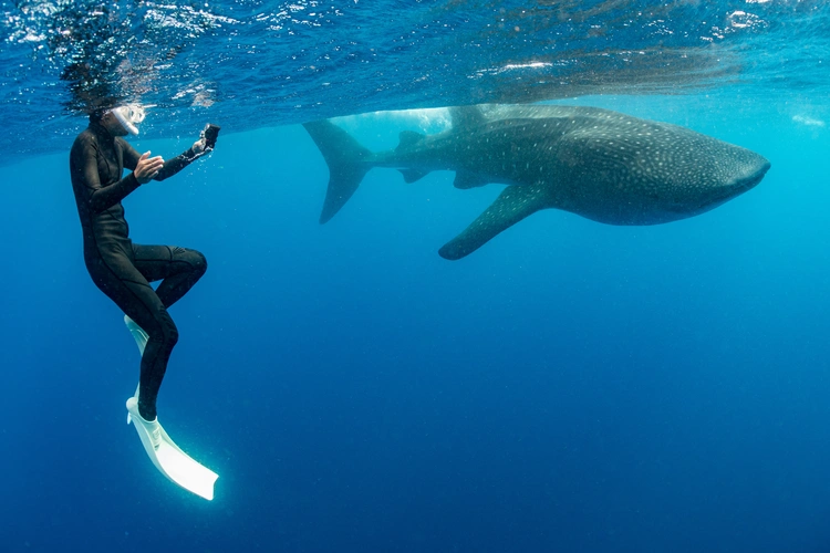 Whale shark and woman diver near Isla Mujeres