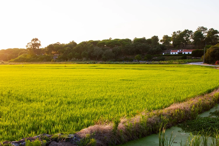 View of rice fields at sunset in Portugal Comporta