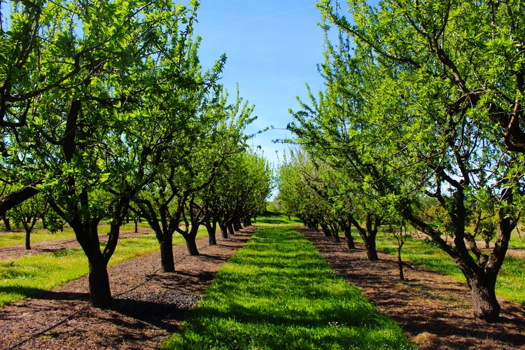 Orchard in the spring before almond blossoms.