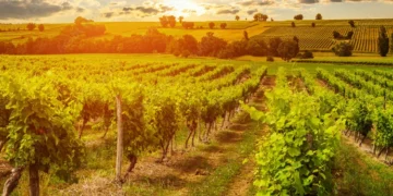 Sunset in Gascony France