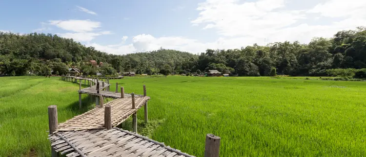 Famous Pai bamboo bridge over green rice terraces under blue sky. Pai Thailand