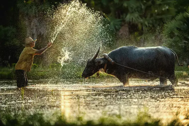 Farmer and buffalo in rice field Thailand Por Chanwit