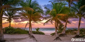 palm trees on the beach at sunset. Mexico Guide Tulum Mexico Buying Property In Mexico