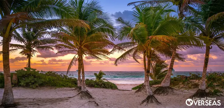 palm trees on the beach at sunset. Mexico Guide Tulum Mexico Buying Property In Mexico