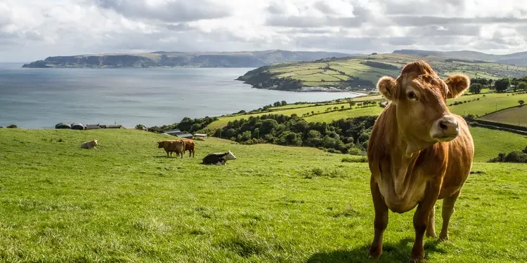 Green hill in Ireland with a close-up of an Irish cow.
