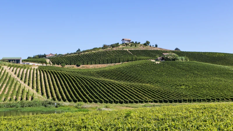 Scenic vineyard landscape in Abruzzo Italy with rolling hills — cheap real estate overseas opportunity