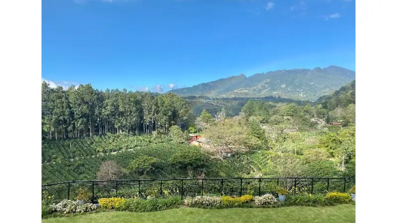 Scenic view of Boquete’s green coffee-growing landscape and surrounding mountains.