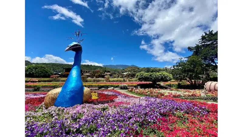 Colorful peacock sculpture surrounded by vibrant flowers in a Boquete garden.
