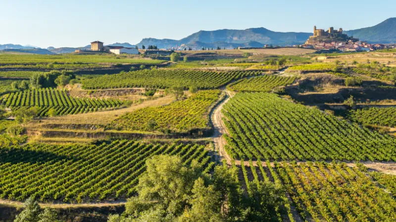 San Vicente Vinyard, La Rioja Spain