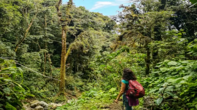A long curly black-haired woman in the dense jungle forest in panama on hike trail, Boquette Panama