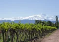 Andes & Vineyard, Mendoza, Argentina