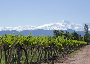 Andes & Vineyard, Mendoza, Argentina