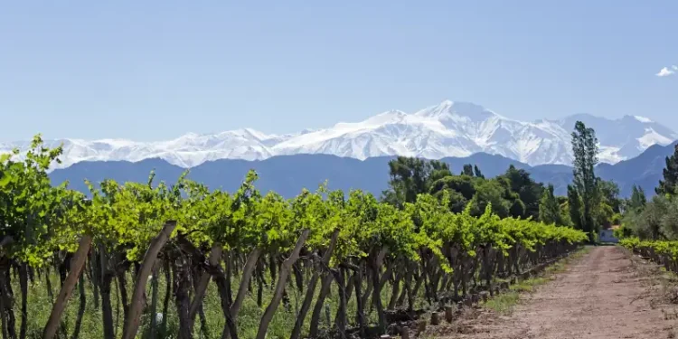 Andes & Vineyard, Mendoza, Argentina