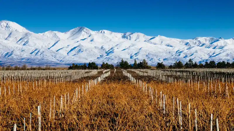 Landscape at Mendoza, Argentina, of a wine yard in winter with the Andes mountains covered of snow at background