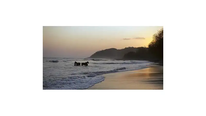 Horses standing in the ocean surf at sunset on a quiet, tree-lined beach.