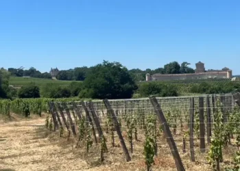 Vineyard in rural France with historic châteaux in the background under a clear blue sky.
