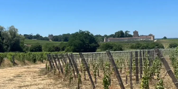 Vineyard in rural France with historic châteaux in the background under a clear blue sky.