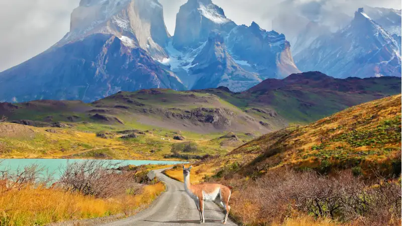 Guanaco on a road with mountains and lake in Chile’s Patagonia.