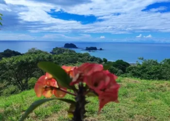 A scenic view of Los Islotes featuring lush tropical greenery, calm blue ocean waters, distant rocky islands, and a pink flower in the foreground beneath a bright, cloud-filled sky.