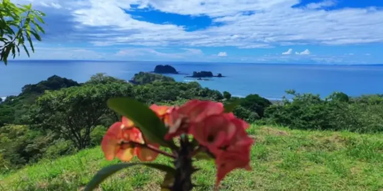 A scenic view of Los Islotes featuring lush tropical greenery, calm blue ocean waters, distant rocky islands, and a pink flower in the foreground beneath a bright, cloud-filled sky.