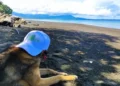 A dog named Smokey, wearing a light blue cap, lies on a black sand beach, gazing out at the ocean with distant mountains in view.