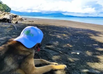 A dog named Smokey, wearing a light blue cap, lies on a black sand beach, gazing out at the ocean with distant mountains in view.