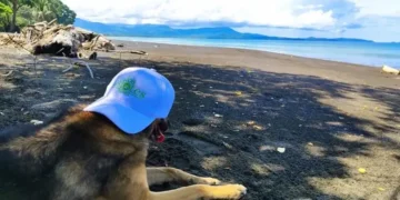 A dog named Smokey, wearing a light blue cap, lies on a black sand beach, gazing out at the ocean with distant mountains in view.
