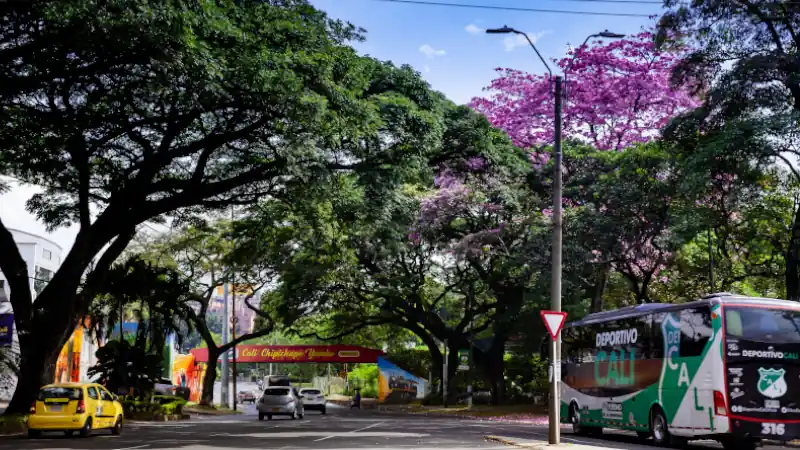Four icons of Cali City: Chipichape Bridge, Cali football team, sixth avenue and Guayacan Tree