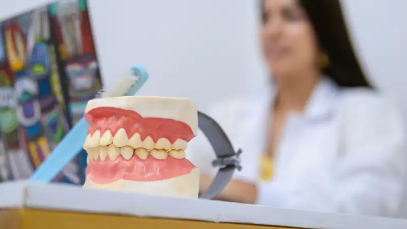 Didactic anatomical dental model on the desk of a Latina orthodontist