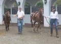 Lief and Kathleen are leading two saddled horses outside a white-arched stable. Both are dressed in white shirts and jeans, walking on a gravel path at an equestrian facility.