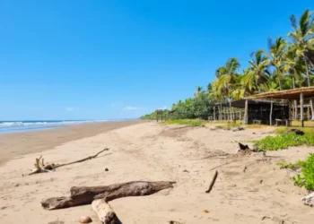 Panama, Las Lajas beach, tree trunks on the sandy shore