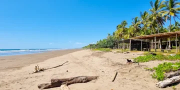 Panama, Las Lajas beach, tree trunks on the sandy shore