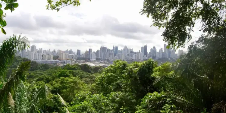 View of Panama City's modern skyline in the distance, framed by lush tropical rainforest in Metropolitan Natural Park under a cloudy sky.