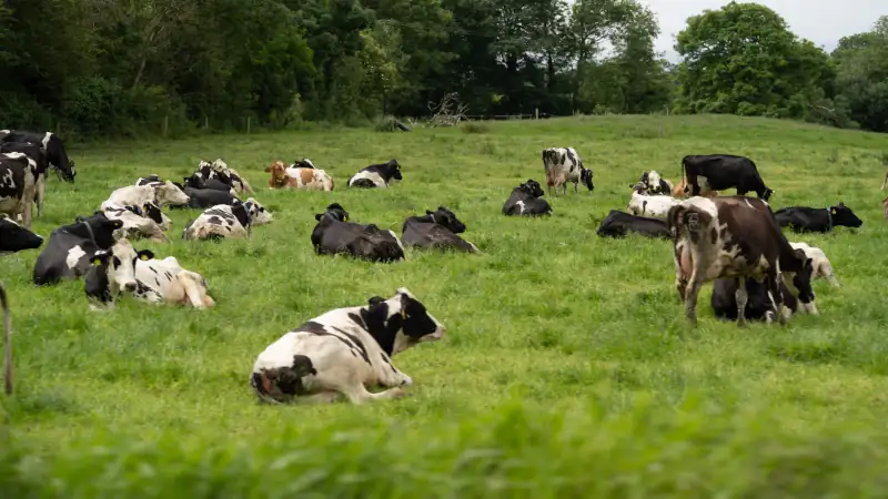 cows in a field enjoying life