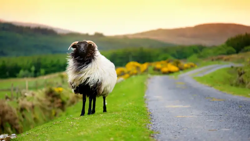 Sheep in green pastures of Ireland