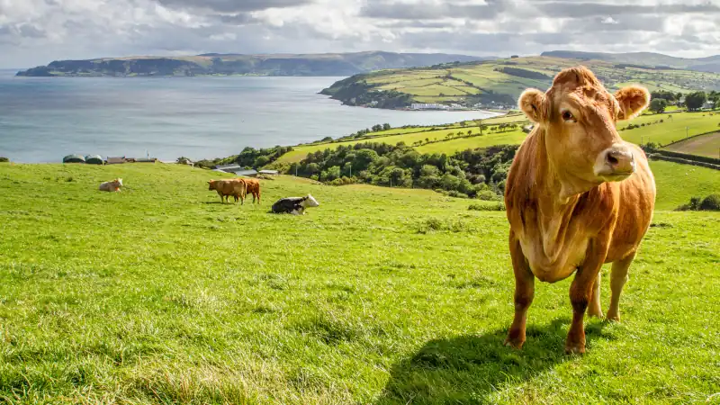 Irish cow with a beautiful countryside and the sea on the background