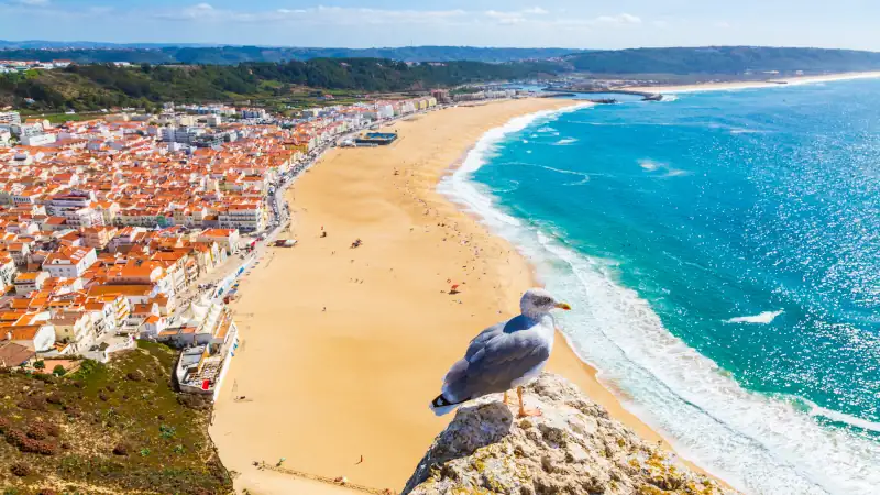 Nazare town and Atlantic Ocean with seagull bird in the foreground