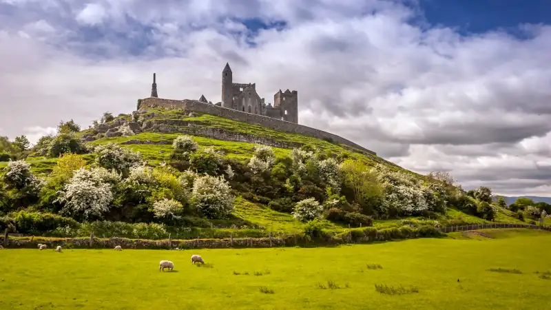 the rock of cashel in rural ireland on a sunny day with sheep grazing