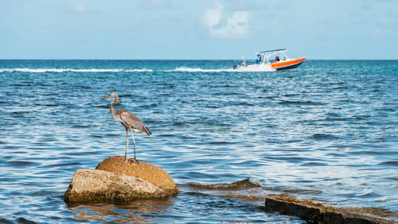 Bird resting on a rock in Belize
