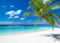 coco palm on tropical paradise island dream beach