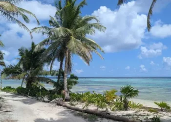 A sandy coastal path lined with palm trees on Ambergris Caye, Belize