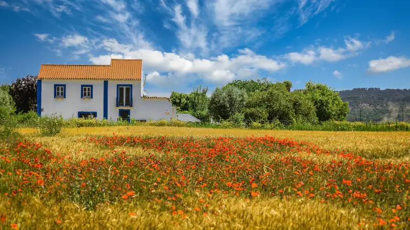 Abandoned house in the middle of the yellow fields of wheat and red poppies.