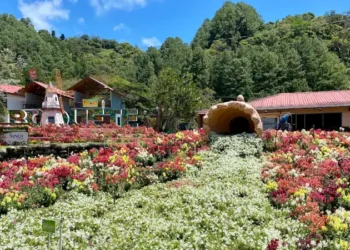 boquete flowers landscape