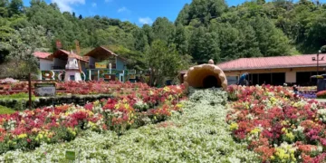 boquete flowers landscape