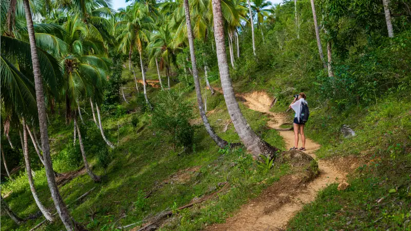 Footpath through lush palm forests and tropical jungle