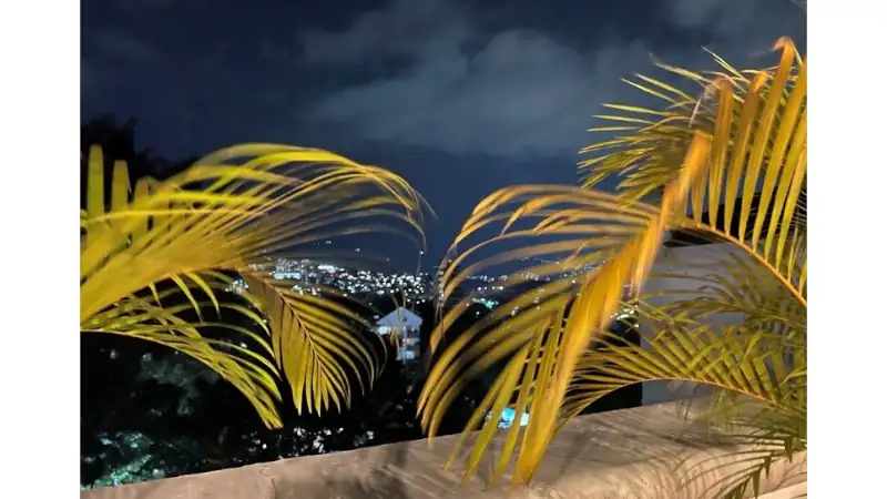 Golden palm fronds frame a serene nighttime view of a distant city glowing under a cloudy sky, creating a calm tropical ambiance.