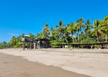 Panama, Las Lajas, palm forest facing the beach