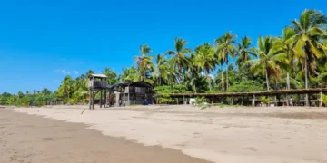 Panama, Las Lajas, palm forest facing the beach