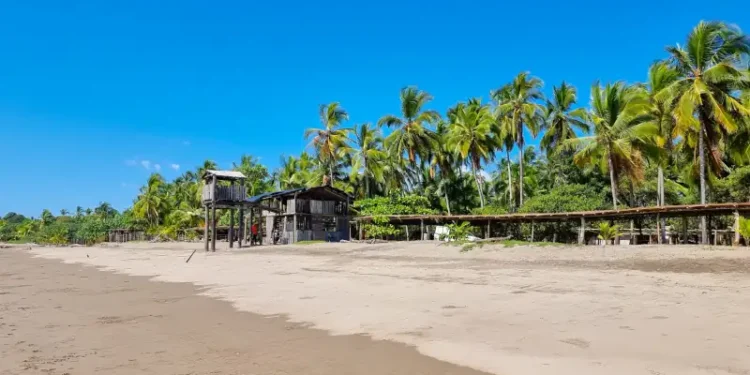 Panama, Las Lajas, palm forest facing the beach