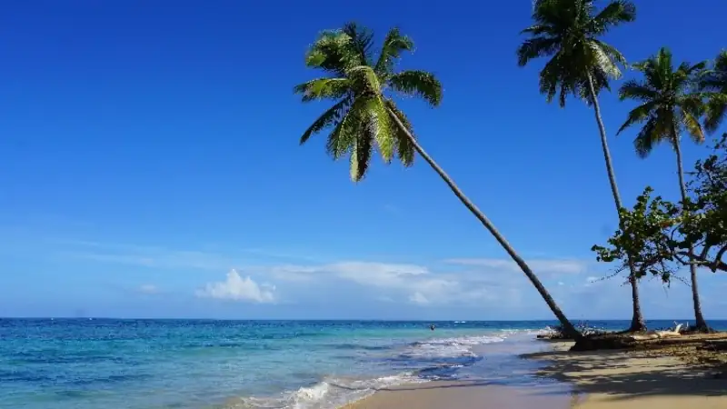 A serene tropical beach with leaning palm trees, clear blue ocean water, and soft waves under a bright, cloudless sky.